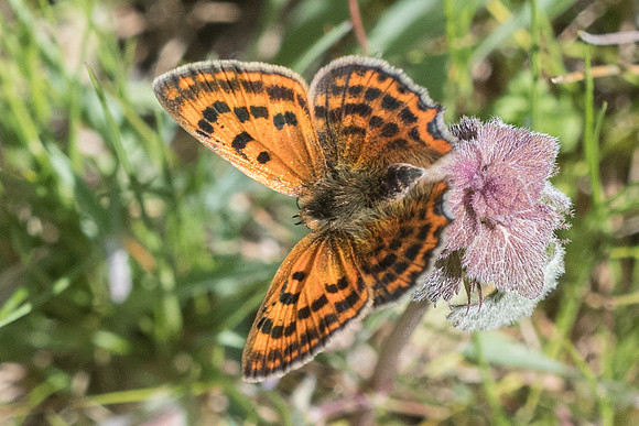 Lycaena ottomana-5201 - 12/04/22