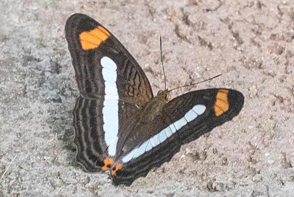 Adelpha paraena masillia-5768