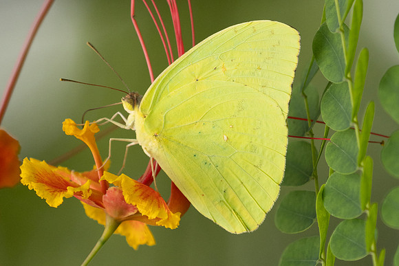 Phoebis marcellina-8265