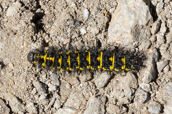 Chenille Euphydryas cynthia-1119- Col D'Agnel - 24/06/2025