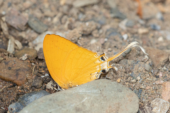 Ticherra acte-1683- Chiang Dao - 18/03/25