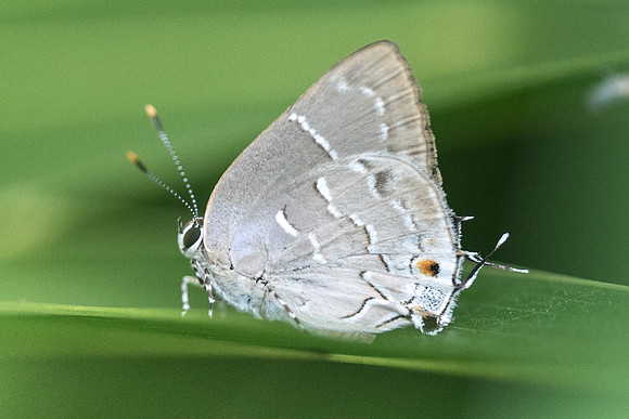 Celmia conoveria-3867