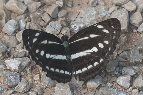 Neptis nata adipala-9601 - Doi - Suthep - 13/11/23