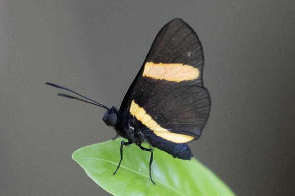 Isapis agyrtus-3688