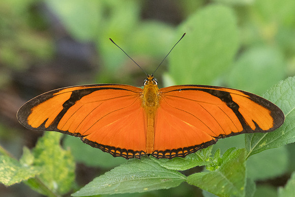 Dryas iulia-3905 - Barichara - 10/06/24