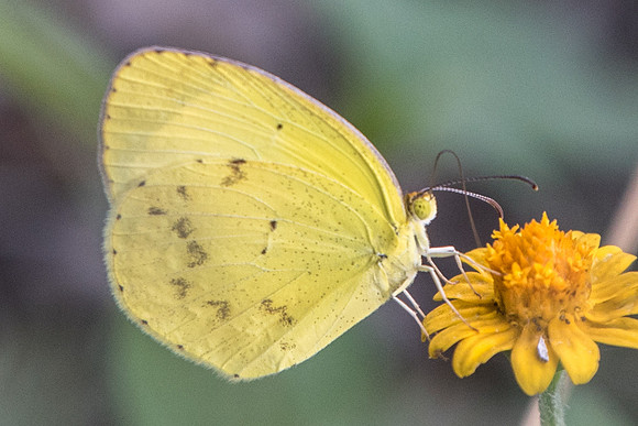 Eurema nise-5529