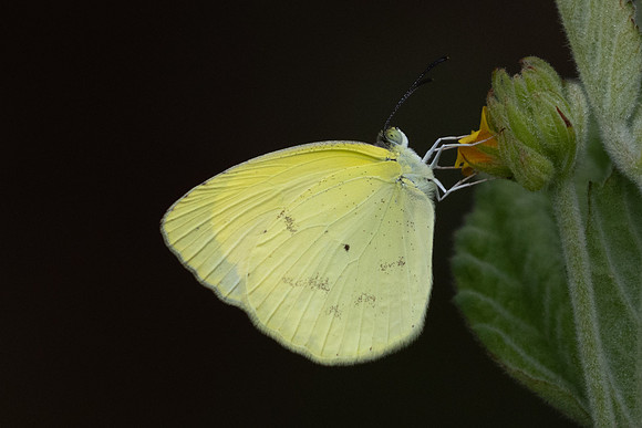 Eurema phiale - 8M0A2888 - Barichara - 9/06/24