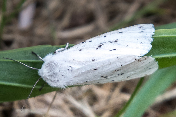 Spilosoma lubricipeda _9974 - Châtillon sur seine - 9/06/22
