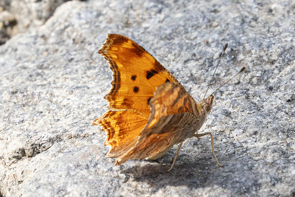 Polygonia egea-9737 -Café Pierre-Loti, Istambul - 10/09/24
