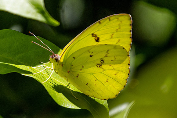 Phoebis marcellina id--1367