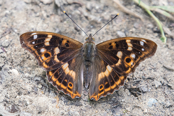 Apatura ilia f clytie -3808 - Croissy-Beaubourg -  12/06/22