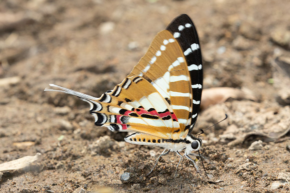 Graphium nomius-2657