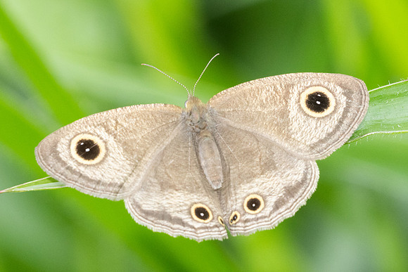 Ypthima pandocus-8668