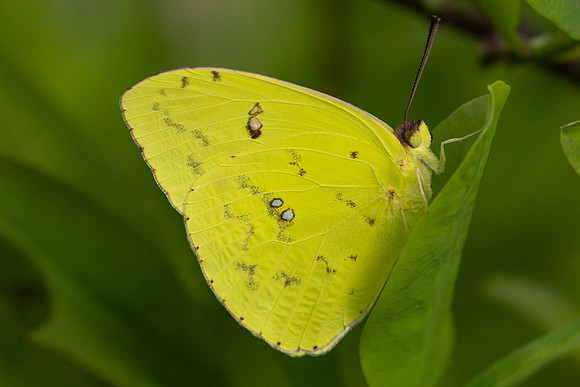 Phoebis sennae-0353