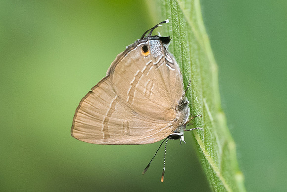 Rapala scintilla id--8397 - Koh Samui - 16/03/23