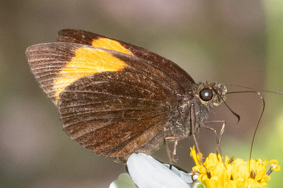 Ancistroides sp-4818 - Doi Inthanon - 23/03/24