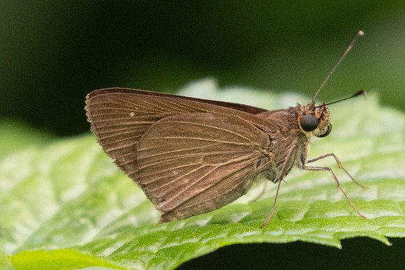 Cobalopsis sp-9913