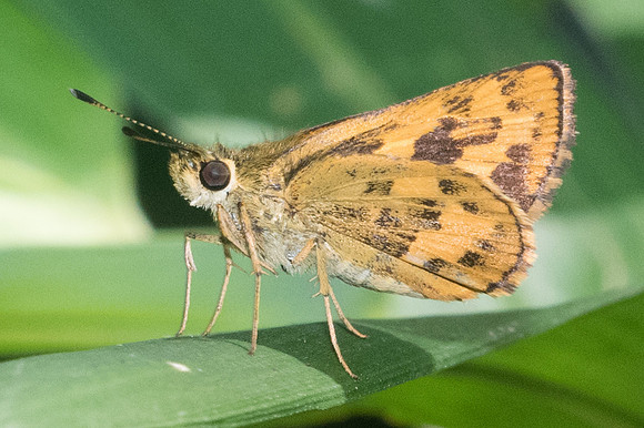 Potanthus trachala id--0604 - Doi - Suthep - 13/11/23