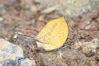 Yasoda tripunctata tripunctata -6351- Doi Suthep 1180m - 28/03/25