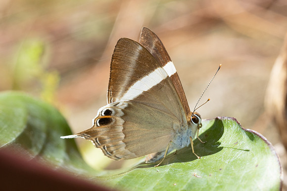Abisara fylla-5101 - Doi Inthanon - 26/03/25