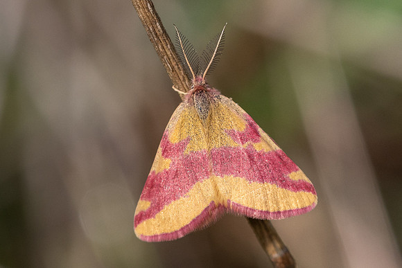 Lythria cruentaria-8794- Fontainebleau - 4/08/24