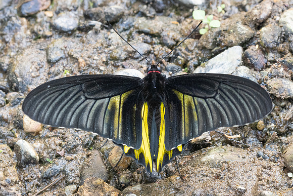 Troides aeacus-1384