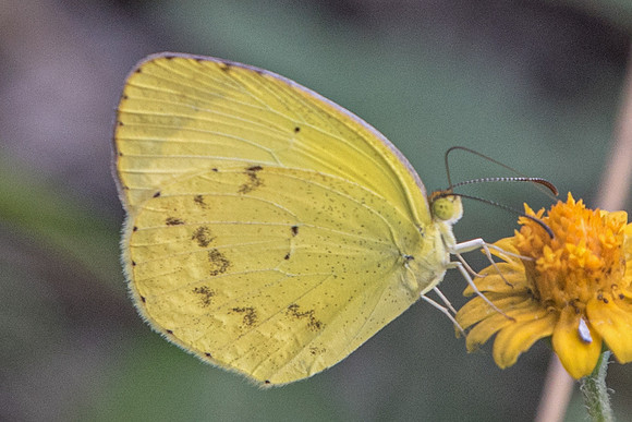 Eurema nise-5528