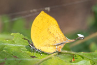Yasoda tripunctata tripunctata-5470- Doi Suthep 1180m - 27/03/25