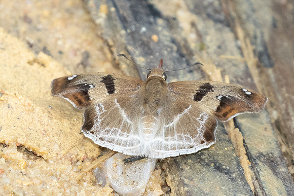 Odontoptilum angulata-9694 - - Gopeng, Malaisie, Sungai Geroh - 13/03/25