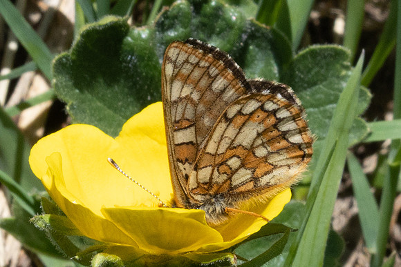 Euphydryas cynthia-1205- Col D'Agnel - 24/06/2025