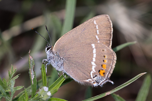 Satyrium spini-9389 - Atigues - 8/06/25