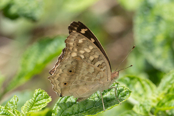 Junonia lemonias-9381 - Gua tempurung - 12/03/25
