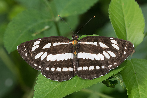 Neptis hylas kamarupa-3625 - Chiang Rai - 20/11/23
