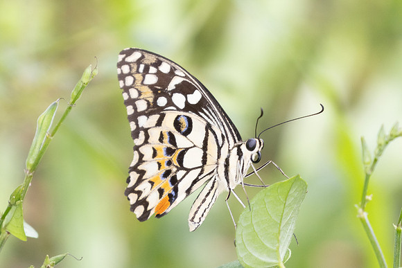 Papilio demoleus-0872