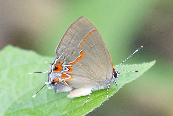 Calycopis origo - 8497 - Cartagena - 1/06/24