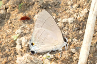 Rapala manea