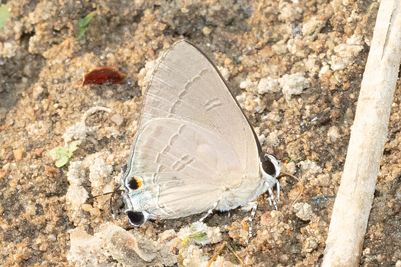 Rapala manea schistacea-6641 - Chiang Mai - 29/03/25