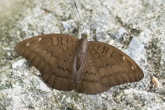 Tanaecia julii-4463 - Krabi - 22/11/23