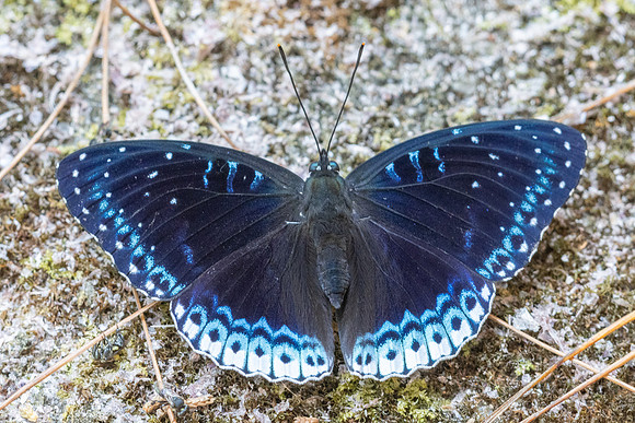 Stibochiona nicea-5906 - Doi Suthep 1577m - 27/03/25