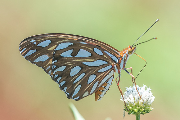 Agraulis vanillae incarnata-5119