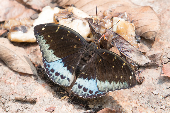 Lexias pardalis jadeitina-3718 - Doi-Suthep -  8/03/23