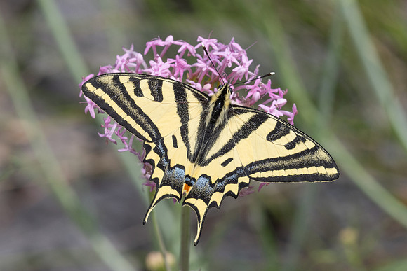 Papilio alexanor-0339
