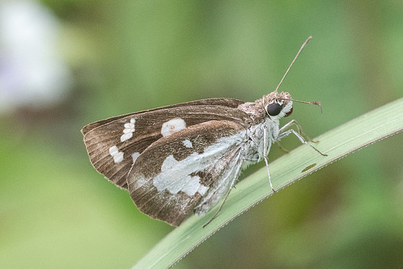 Udaspes folus-7855- Koh Samui - 16/03/23