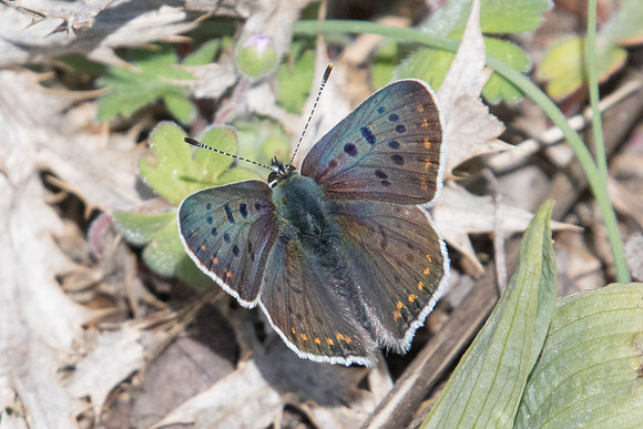 Lycaena tityrus-8480