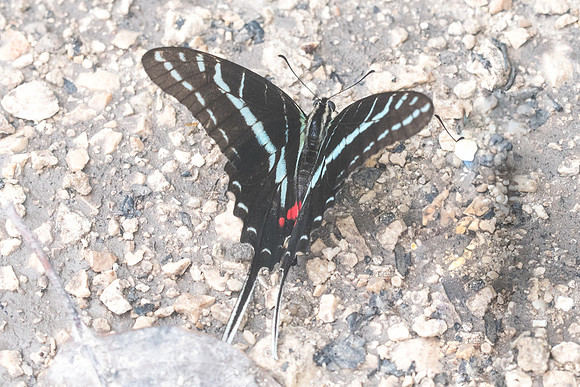 Protographium philolaus-2782