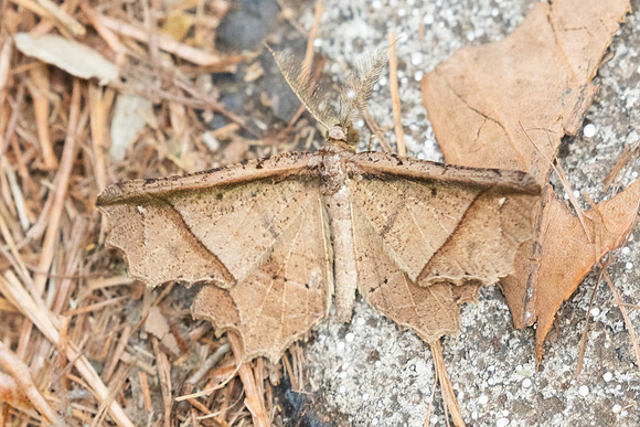 Menophra translineata-2962 - Doi Suthep 1577m - 21/03/25