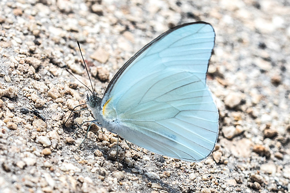 Glutophrissa drusilla-3043
