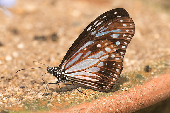 Parantica melaneus-9255 - Chiang Dao - 11/03/23