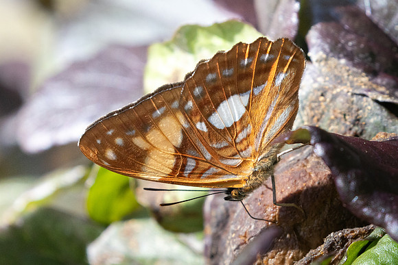 Adelpha justina-6690 - Salento - 17/06/24