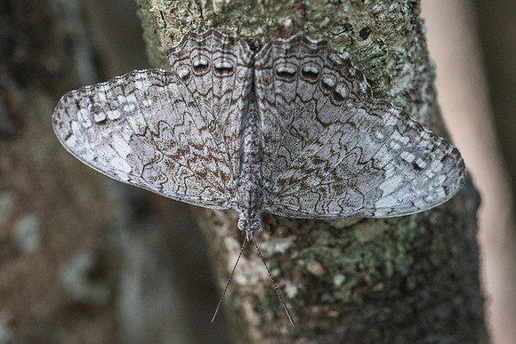 hamadryas glauconome-6373